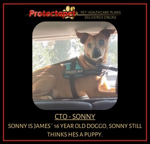 Sonny is James´ Protectapet office dog. James is our CTO chief technology officer and Sonny still thinks he's a puppy!